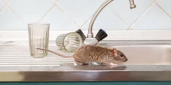 A dangerous Rodent scurries across a Sheridan kitchen