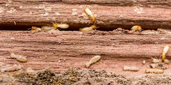 Termites destroy the foundation of a Sheridan home