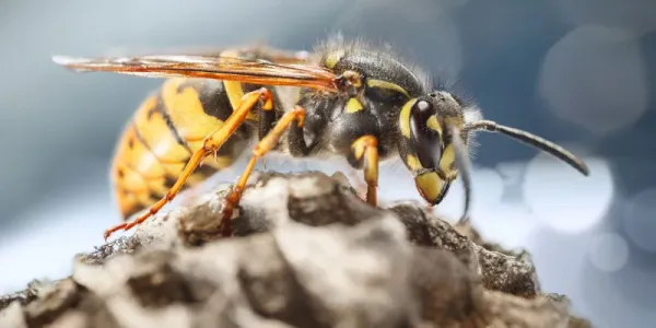 A Wasp at a Sheridan home